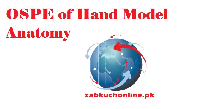 OSPE of Hand Model Anatomy