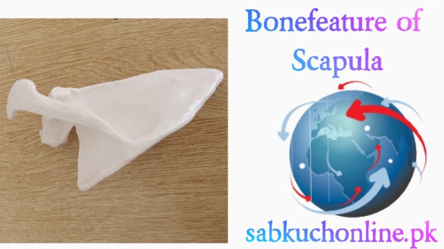 Bonefeature of Scapula
