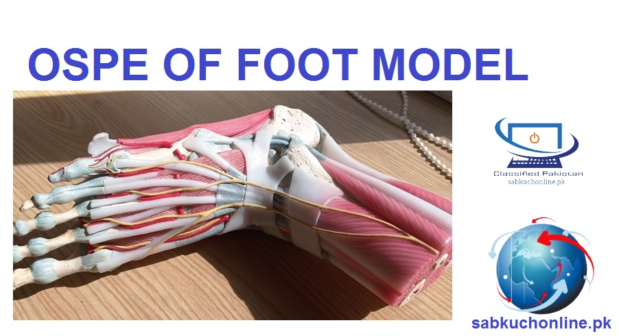 ospe of foot model anatomy