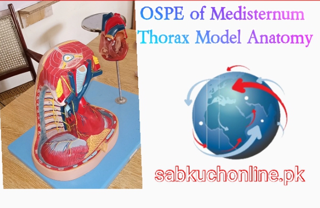 OSPE of Thorax Mediastinum Model Anatomy