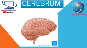 Cerebrum ppt