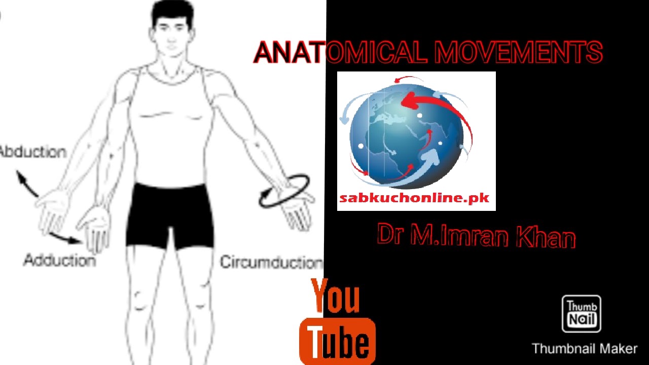 anatomical movement