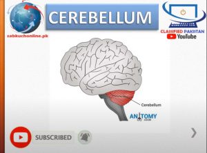 cerebellum ppt