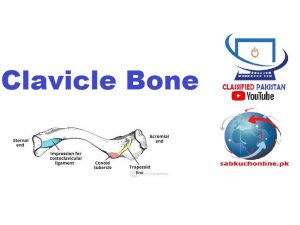 Clavicle Bone PowerPoint Presentation