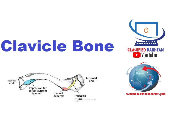 Clavicle Bone ppt