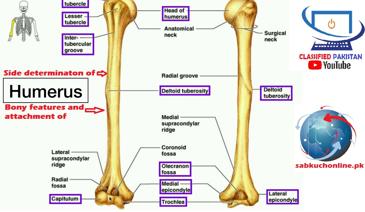 humerus bone anatomy