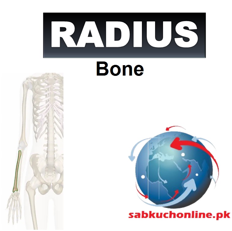 Radius Bone Anatomy of Radius Bone OSPE of Radius Bone