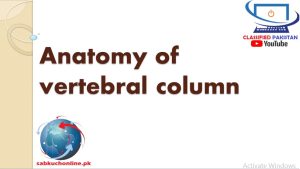 Anatomy of vertebral column – Anatomy Lectures – MBBS Lectures