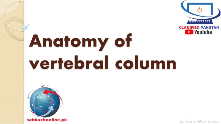 Anatomy of Vertebral Colum