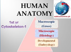 Cytoskeleton Anatomy Histology Slideshow