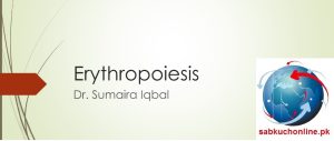 Erythropoiesis Physiology Slideshow