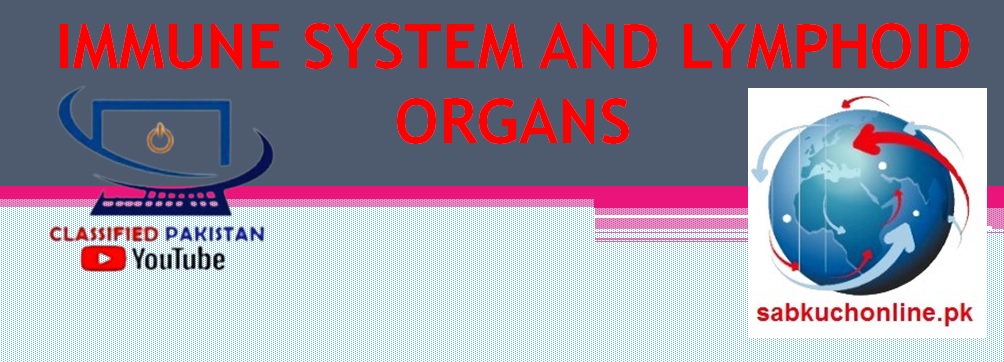 Immune System and Lymphoid Organs Anatomy Slideshow