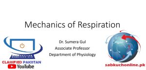 Mechanics of Respiration Physiology Slideshow