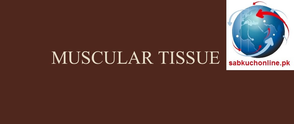 Muscular Tissue