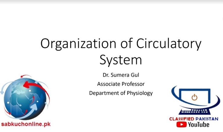 Organization of Circulatory System