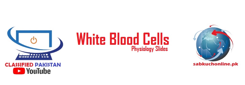 White Blood Cells Physiology Slideshow
