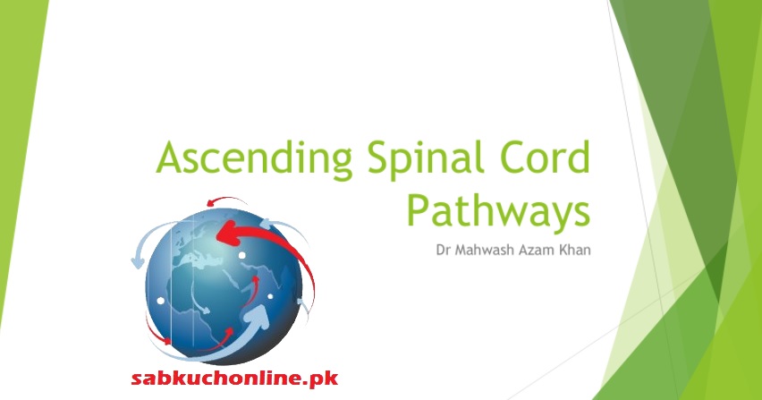 Ascending Spinal Cord Pathways Anatomy Slideshow