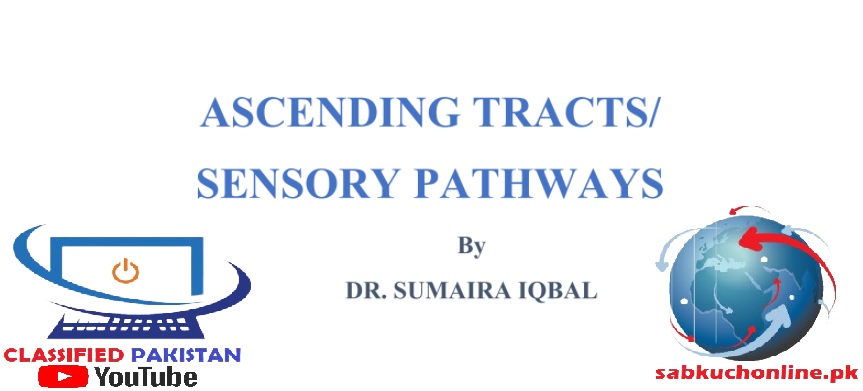 Ascending Tracts Sensory Pathways Physiology Slideshow