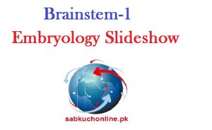 Brainstem-1 Embryology Slideshow