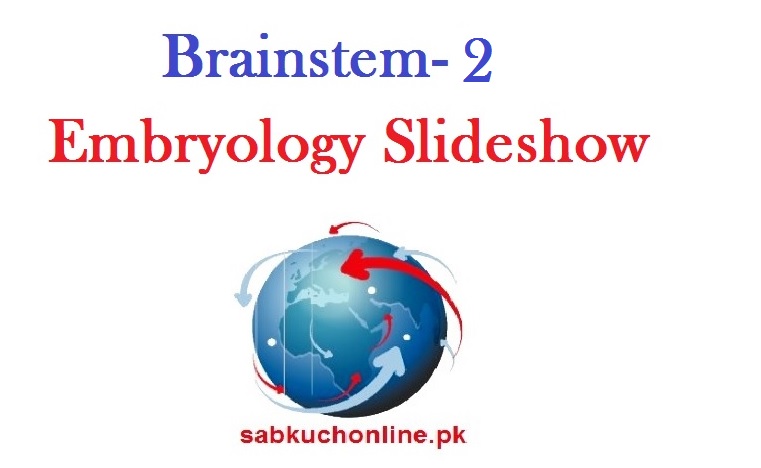 Brainstem-2 Embryology Slideshow