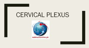 CERVICAL PLEXUS Anatomy Slideshow