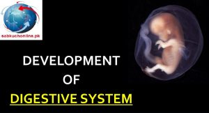 DEVELOPMENT of DIGESTIVE SYSTEM Embryo Slideshow