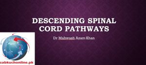 Descending Spinal Cord Pathways Anatomy Slideshow