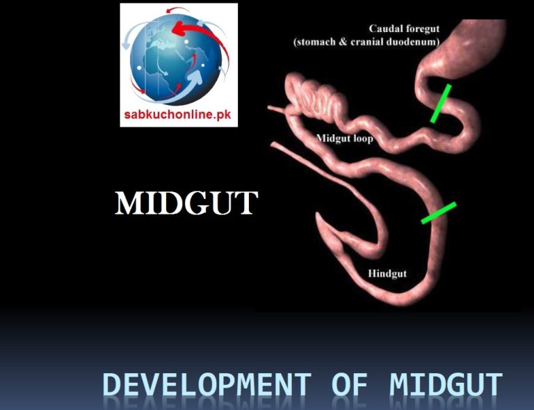 Development of MIDGUT Embryology Slideshow