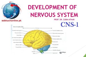 Development of Nervous System CNS-1 Embryology Slideshow