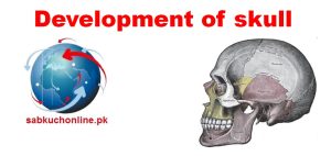 Development of Skull Embryology Slideshow