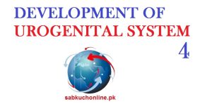 Development of Urogenital System 4 Embryology Slideshow