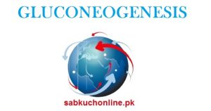 GLUCONEOGENESIS Lecture – Biochemistry Lectures – MBBS Lectures