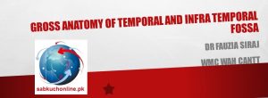 GROSS ANATOMY OF TEMPORAL AND INFRA TEMPORAL FOSSA Anatomy Slideshow
