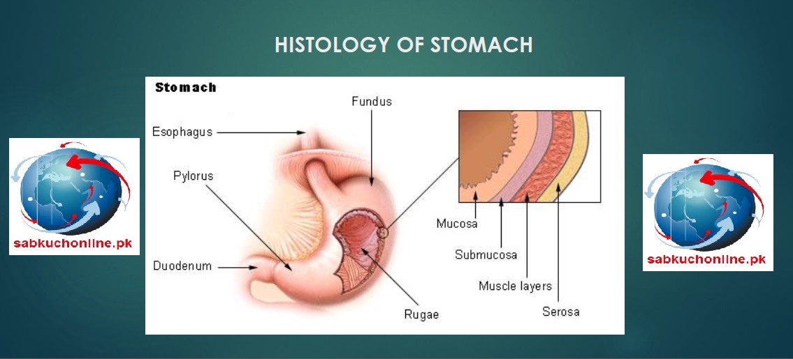Histology of Stomach Histology Slideshow