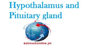 Hypothalamus and Pituitary gland Biochemistry Slideshow