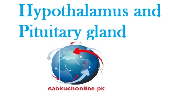 Hypothalamus and Pituitary gland Biochemistry Slideshow
