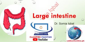 Large Intestine Physiology Slideshow