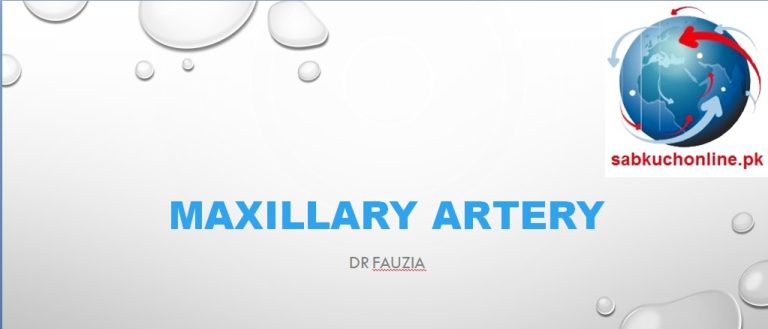 Maxillary artery Anatomy Slideshow