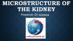 Microstructure of the kidney Histology Slideshow