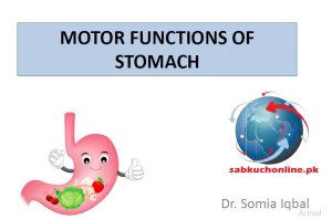 Motor Functions of Stomach Physiology Slideshow