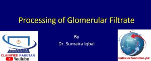 Processing of Glomerular Filtrate Physiology slideshow