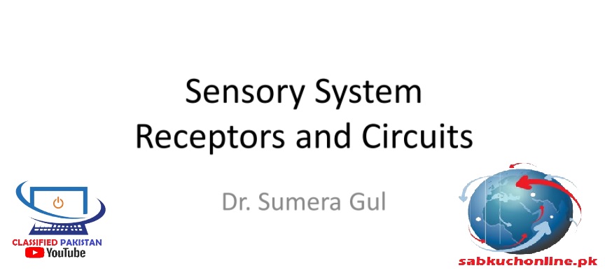 Sensory System Receptors and Circuits Physiology Slideshow
