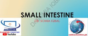 Small Intestine Physiology Slideshow