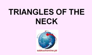 TRIANGLES OF THE  NECK Anatomy Slideshow