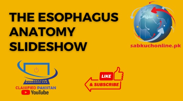 The Esophagus Anatomy Slideshow