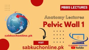 Pelvic Wall 1 Lecture – Anatomy Lectures – MBBS Lectures