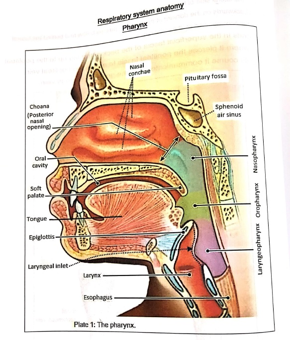 Respiratory System Pharynx Anatomy pdf book free download