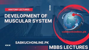 DEVELOPMENT OF MUSCULAR SYSTEM Lecture – Anatomy Lectures – MBBS Lectures