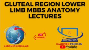 GLUTEAL REGION LOWER LIMB MBBS Anatomy Lectures