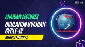 Ovulation, ovarian cycle-IV Lecture – Anatomy Lectures – MBBS Lectures